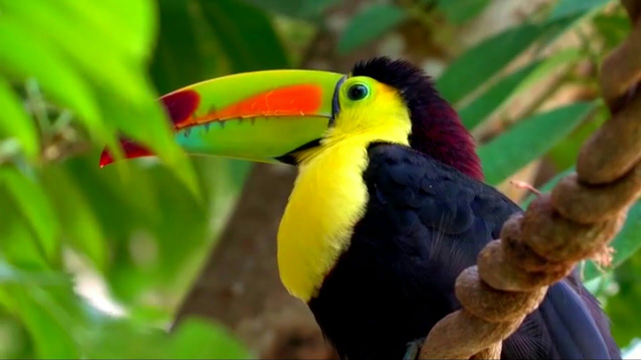 أجمل الطيور البرية في عالم الطبيعة ومناضرطبيعية خلابة