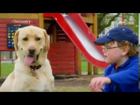 Videó: Hogyan lehet elkapni a kóbor kutyákat (képekkel)