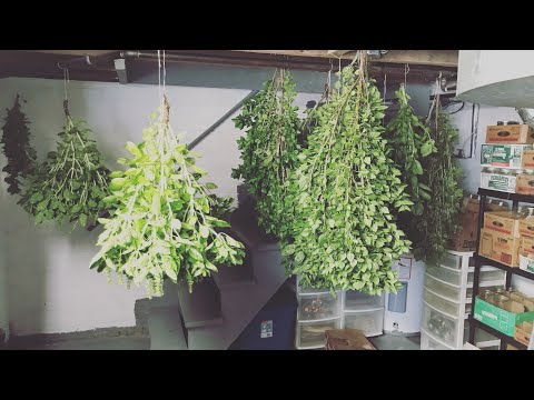 Hang Drying Basil Start to Finish - YouTube