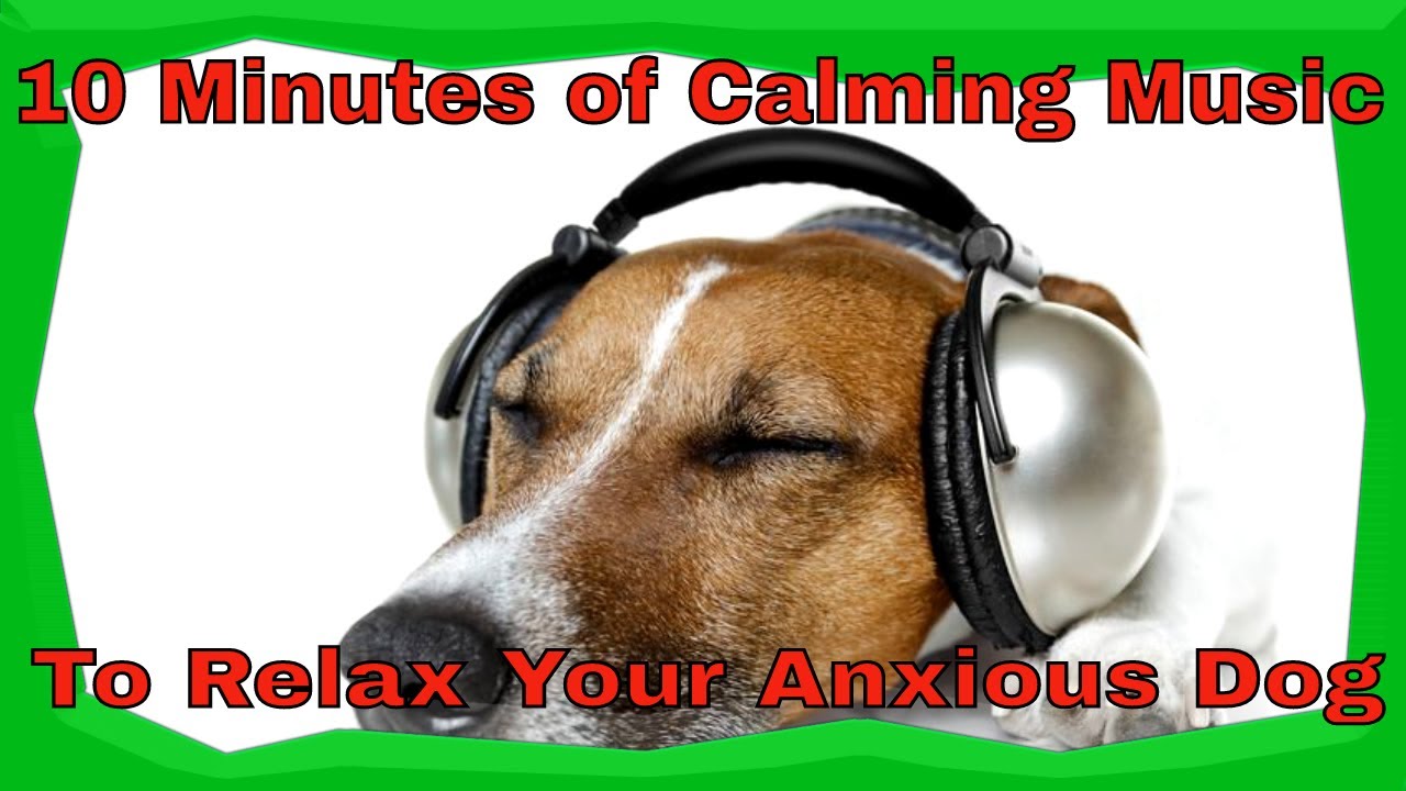 Calming Music For Your Dog's Anxiety (10 Minutes) YouTube