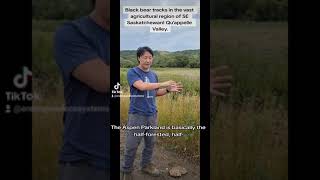 Black bear tracks in the vast agricultural region of SE Saskatchewan! Qu’appelle Valley.