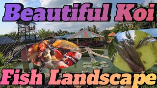 Beautiful koi pond scenery, relaxing music and beautiful scenery.