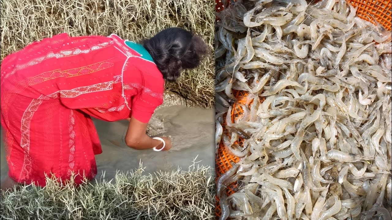 Hand Fishing Prawn || Prawn Catching Cannel  || Hand Fishing 