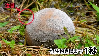 この怪生物の登場により謎の球体の正体が判明しました【恐怖の中身】