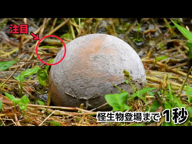 謎の物体生物 The true nature of the mysterious ball, revealed by the appearance