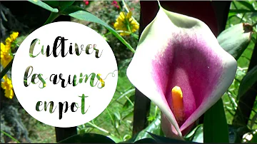 Comment garder un arum en pot l'hiver ?