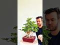 Showing off this little Dwarf Schefflera #bonsai project 🌳🌞