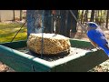 Best all-round food for bird feeder "peanut butter" ...No mealworms  Ep.10  HD video