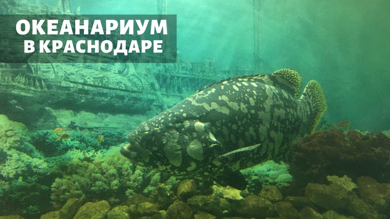 Краснодар океанариум карта