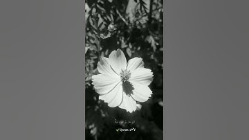 قرآن كريم لراحة قلبك | سورة الملك المنجية من عذاب القبر.
