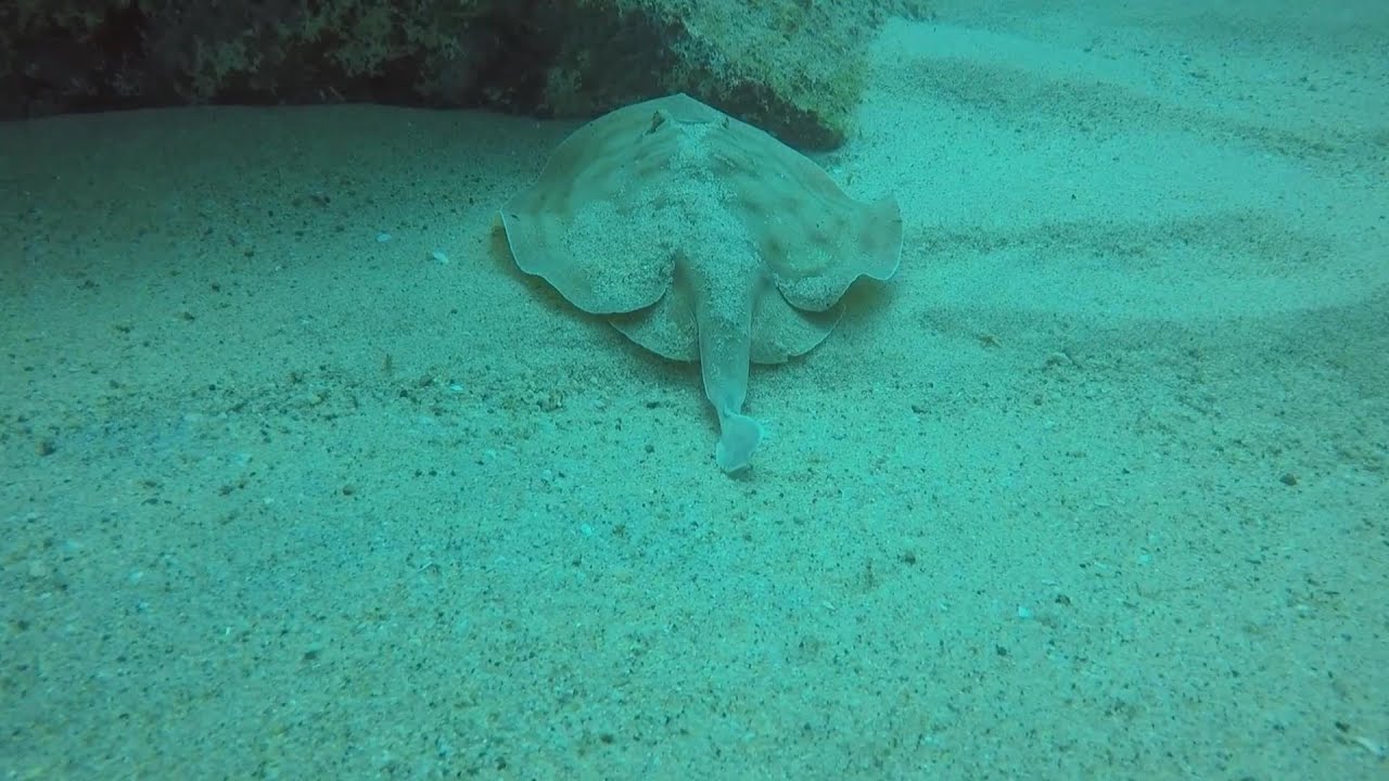 Reef stingray (Urobatis concentricus) at El Vencedor wreck/dive site, Cabo Pulmo, 24 Apr 2018.