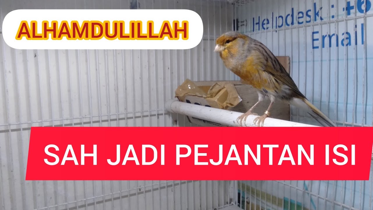 TIPS membuat KENARI JANTAN ISI // JANTAN MUDA LANGSUNG ISI