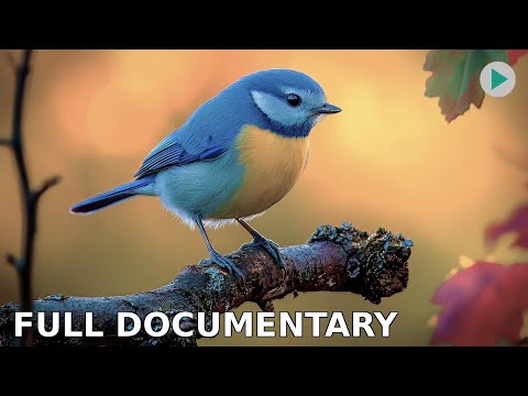 WILD AMERICA: BEAUTIFUL BLUES