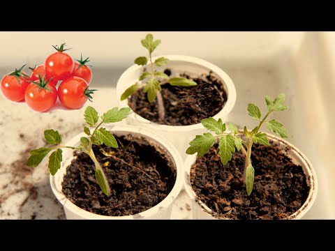 Video: Plantar tomates cherry Sweet 100: cómo cultivar una planta de tomate Sweet 100