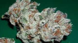 IRENE OG KUSH STRAIN REVIEW
