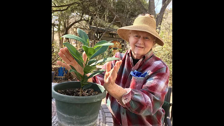 Edith Sauter in Memoriam