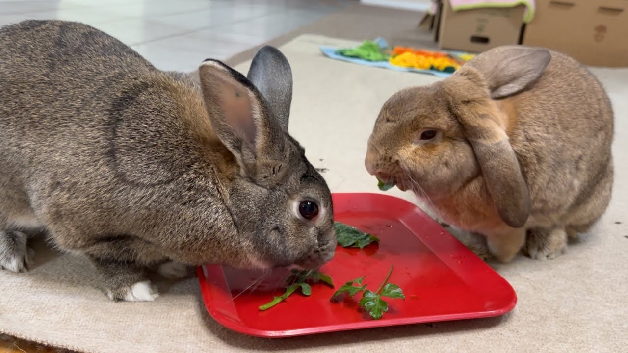 RABBIT Can Sleep and Stay Alert at the Same Time!🐰😄💂‍♂️💤