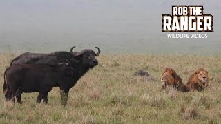 Mother Buffalo Keeps Lions Away As Jackal Eats Her Calf! | Maasai Mara Safari | Zebra Plains