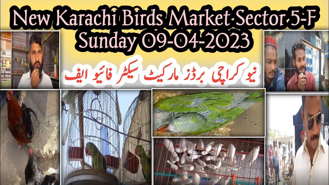 New Karachi Birds Market Sector 5F Sunday 09042023Sunday Birds