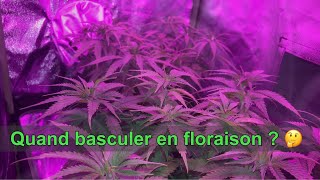 Black Sugar Update #7: When to Switch to Flowering?
