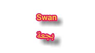 Swan       كلمة انجليزية جديدة  -  بجعة