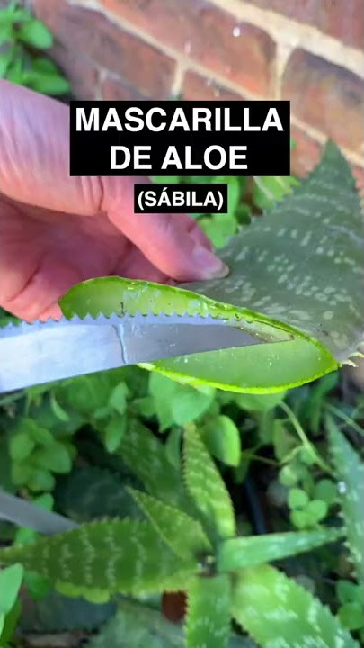 Mascarilla casera hidratante de aloe o sábila para el pelo: receta y paso a paso 🌱