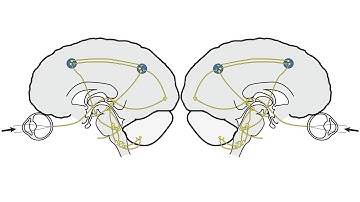 RS Supranuclear Ocular Motor Pathways Part 2 - Vertical Saccades
