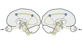 RS Supranuclear Ocular Motor Pathways Part 2 - Vertical Saccades