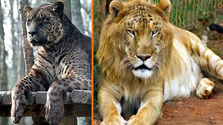 Top 5 Hybrid Animals That are Actually REAL by Amazed 5s 3,393 views 2 years ago 6 minutes, 20 seconds