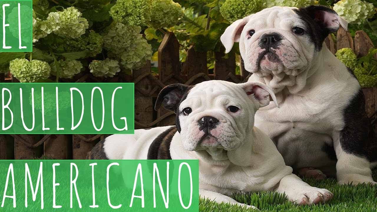 Adorable Bulldog Americano Blanco