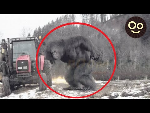 Vídeo: En Los Bosques De Ulyanovsk, Bigfoot Fue Visto - Vista Alternativa