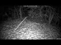 Cottontail Rabbits 2-26-2026 10 45 PM