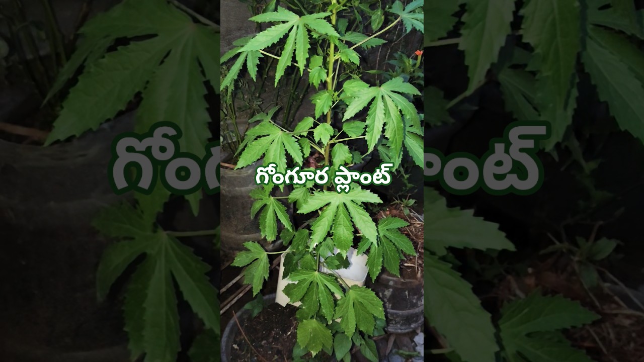 గోంగూర ప్లాంట్ #gardenguardian #lifeisbutadream #nature #gardening #garden #whowillbemylifepartnerta