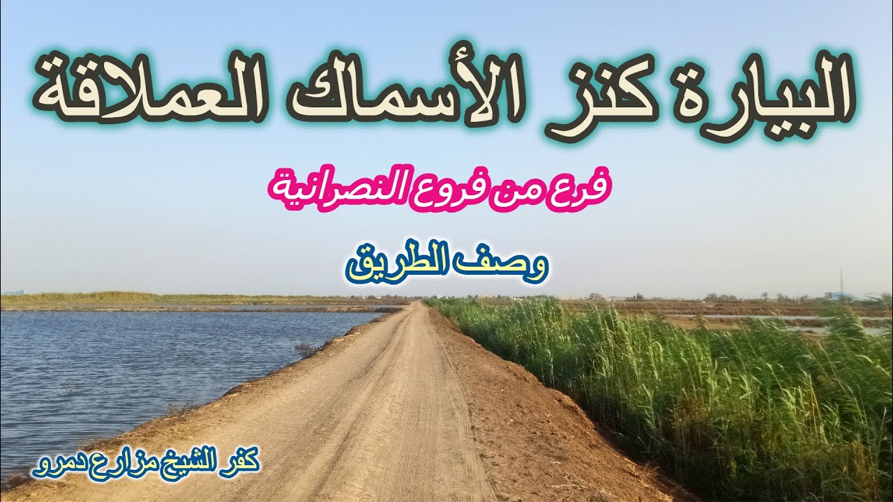 وصف ماية البيارة كنز الأسماك العملاقة