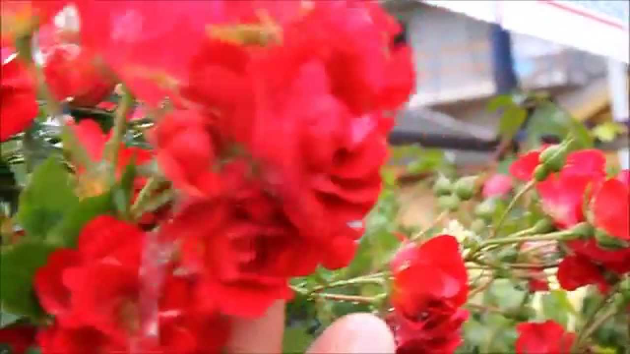 film lotos meilland landshaft floribunda red meilove