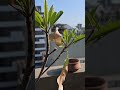 Chikku plant in full bloom.. #persistence #lifelessons #plantlover