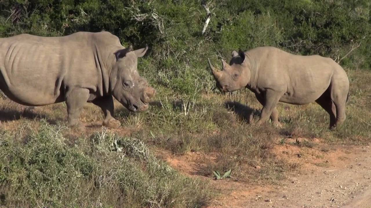 Rhinofight Safari Südafrika Kariega Juni 2016