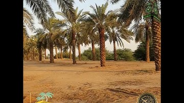 سورة المائدة بصوت القارئ الشيخ:عبدالعزيز الزهراني