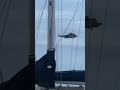 Sea King Helicopter returning to base in the evening at Portland UK