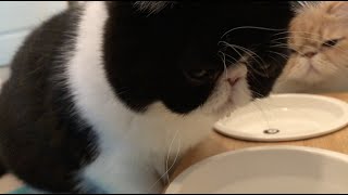 Nori dips her chin in the water while drinking by AngryRiceball 175 views 2 years ago 1 minute, 32 seconds