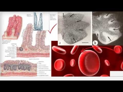 Vídeo: Diferença Entre Apoptose E Senescência