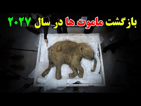 تصویری: آیا دائمی ها به سبک بازگشته اند؟