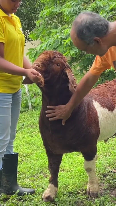 Meet our 16Month Boer Goat