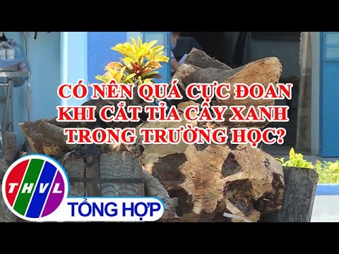 Video Có nên quá cực đoan khi cắt tỉa cây xanh trong trường... - youtube