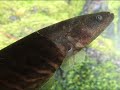 O Sarapó, um peixe elétrico.