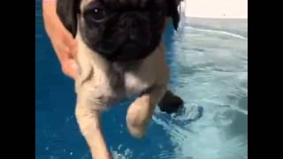 When Pickle learned how to swim vine
