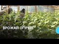 Урожай огірків на Черкащині у 2024 році