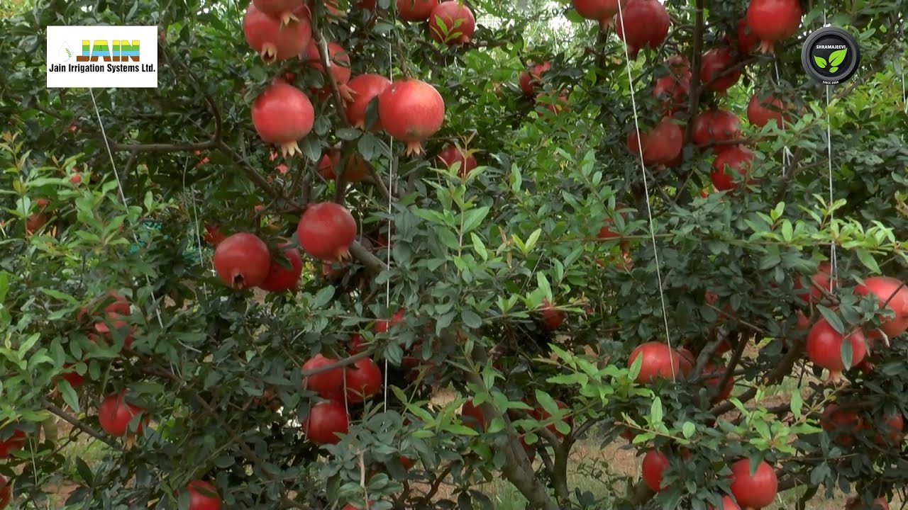 ಜೈನ್  ಟಿಸಿ ಗಿಡದಲ್ಲಿ ಸುಖಕಂಡ ದಾಳಿಂಬೆ ರೈತ - ಶ್ರೀ ರಮೇಶ ಗೌಡ | Jain Tissue culture plants of pomegranate