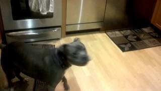 Bleu - The Dancing Pitbull