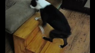 GPW 71 - Dog Stairs (Klampus Challenge 2016)
The wifes dogs needed another set of stairs to get up on the seat with their Momma.
The Klampus challenge excludes temporary clamps of any kind (except in the interest of safety). The challenge does allow nails and screws... but that seemed like cheating.
Kick-off and rules video is here: https://www.youtube.com/watch?v=l4d-ojWRQ6A
Klampus playlist is here: https://www.youtube.com/playlist?list=PLq2hWTec8dre5yvCIRcg9c1eSj2AXaaOi
Updated rules, entries, and sponsors are available at www.klampus.manhattanwoodproject.com GPW 71 - Dog Stairs (Klampus Challenge 2016)